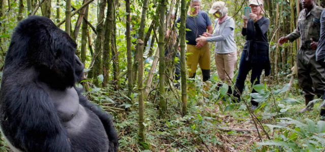 How Safe Is Gorilla Trekking In Uganda